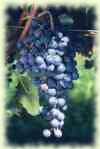 refosco gentile refosco gentile